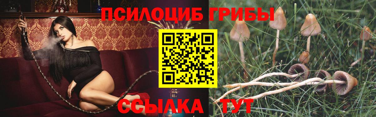сколько стоит  Галлюциногенные грибы Psilocybe  Заволжье  Псилоцибиновые грибы мухоморы 